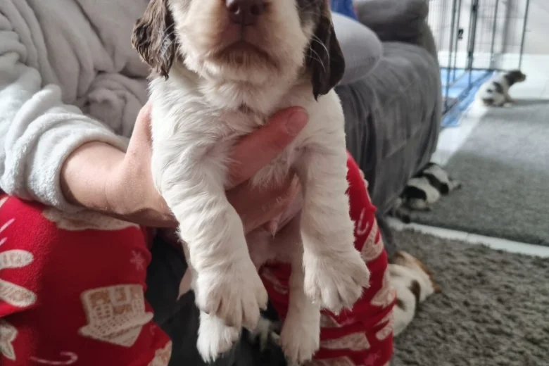 Cocker Spaniel (Show)
