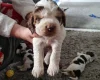 Cocker Spaniel (Show)