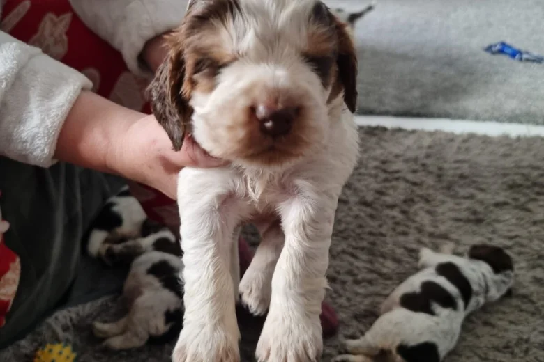 Cocker Spaniel (Show)