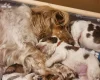 Cocker Spaniel (Show)