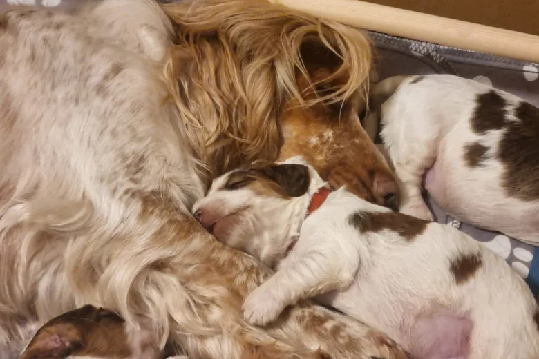 Cocker Spaniel (Show)