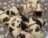 Cocker Spaniel (Show)