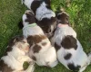 Cocker Spaniel (Show)