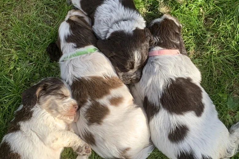 Cocker Spaniel (Show)
