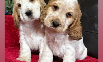Cocker Spaniel (Show)