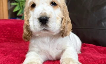 Cocker Spaniel (Show)