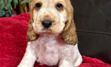 Cocker Spaniel (Show)