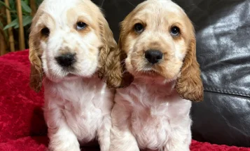 Cocker Spaniel (Show)
