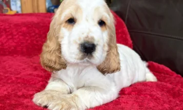 Cocker Spaniel (Show)
