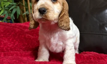 Cocker Spaniel (Show)
