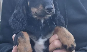 Cocker Spaniel (Show)