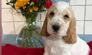 Cocker Spaniel (Show)