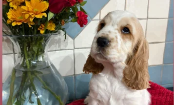 Cocker Spaniel (Show)
