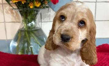Cocker Spaniel (Show)
