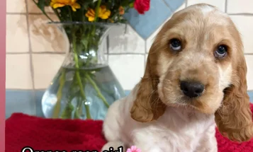 Cocker Spaniel (Show)