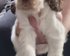 Cocker Spaniel (Show)