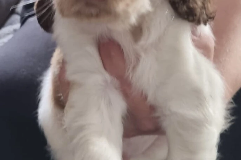 Cocker Spaniel (Show)
