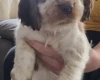 Cocker Spaniel (Show)