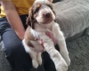 Cocker Spaniel (Show)