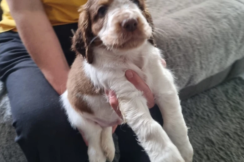 Cocker Spaniel (Show)