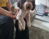 Cocker Spaniel (Show)