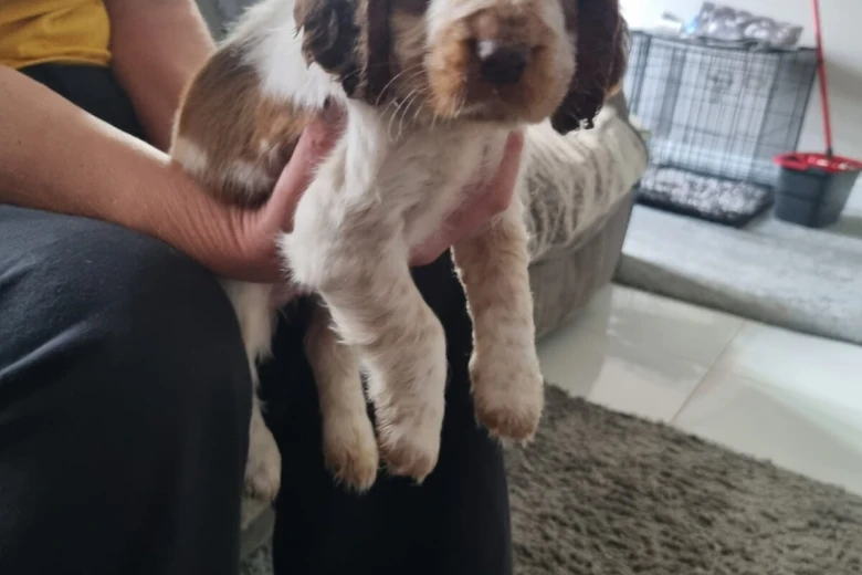 Cocker Spaniel (Show)