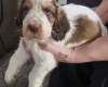 Cocker Spaniel (Show)