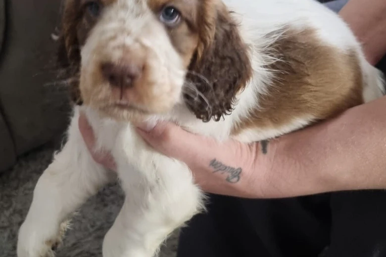 Cocker Spaniel (Show)
