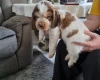 Cocker Spaniel (Show)