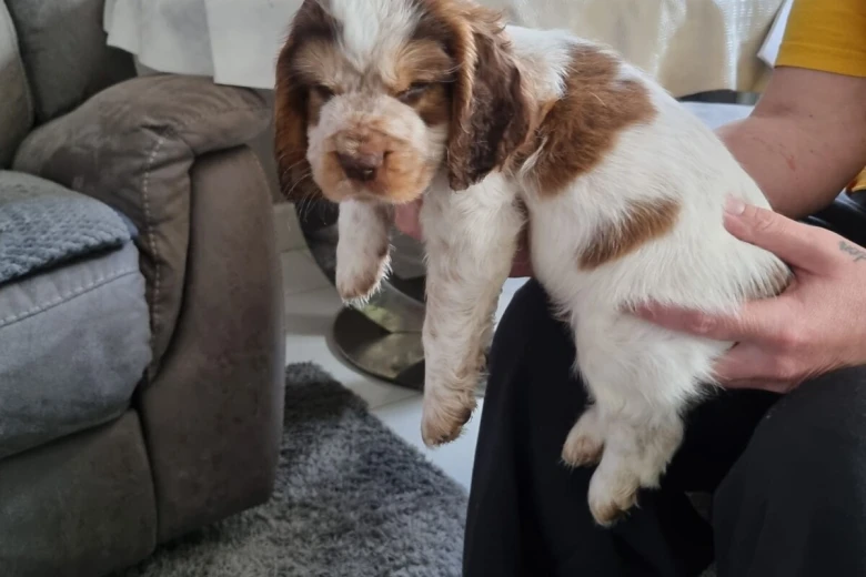 Cocker Spaniel (Show)