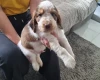 Cocker Spaniel (Show)