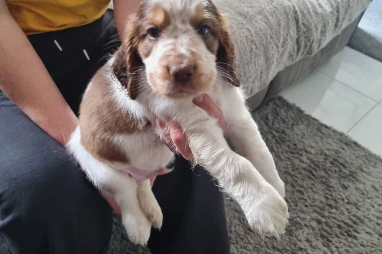 Cocker Spaniel (Show)