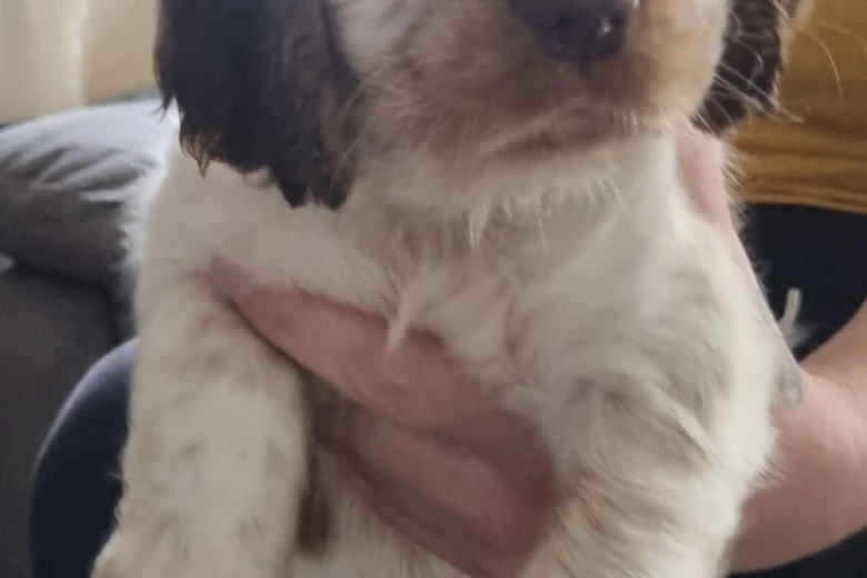 Cocker Spaniel (Show)