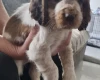 Cocker Spaniel (Show)