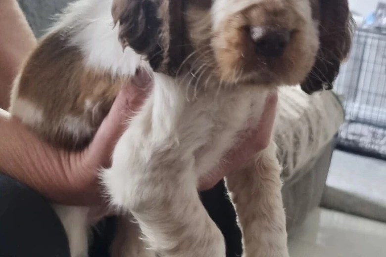 Cocker Spaniel (Show)