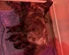Cocker Spaniel (Show)