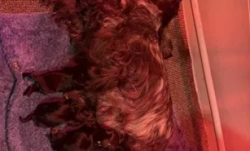 Cocker Spaniel (Show)
