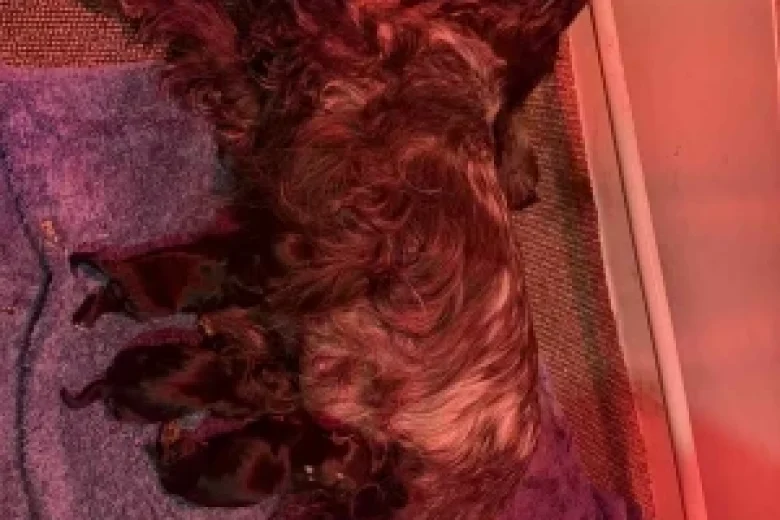 Cocker Spaniel (Show)