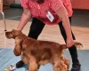 Cocker Spaniel (Show)