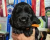 Cocker Spaniel (Show)
