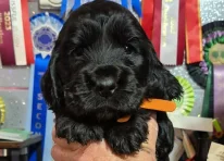 Puppy 3