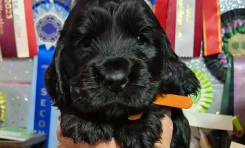 Cocker Spaniel (Show)