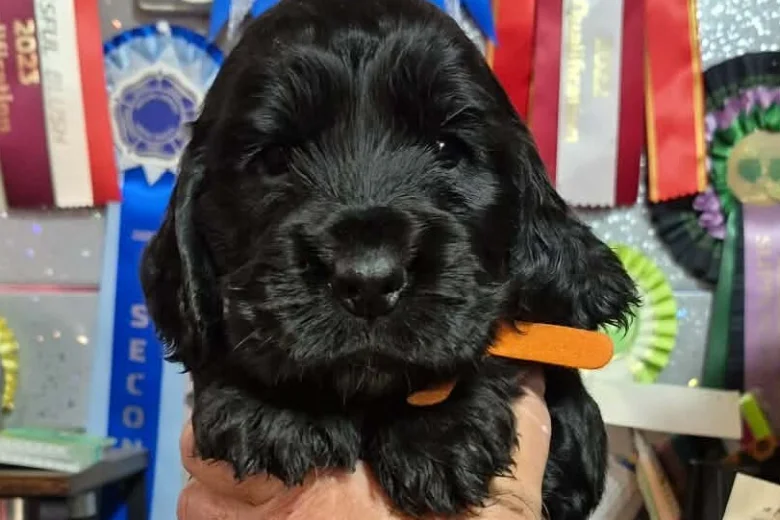 Cocker Spaniel (Show)