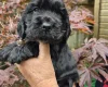 Cocker Spaniel (Show)