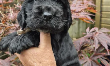 Cocker Spaniel (Show)