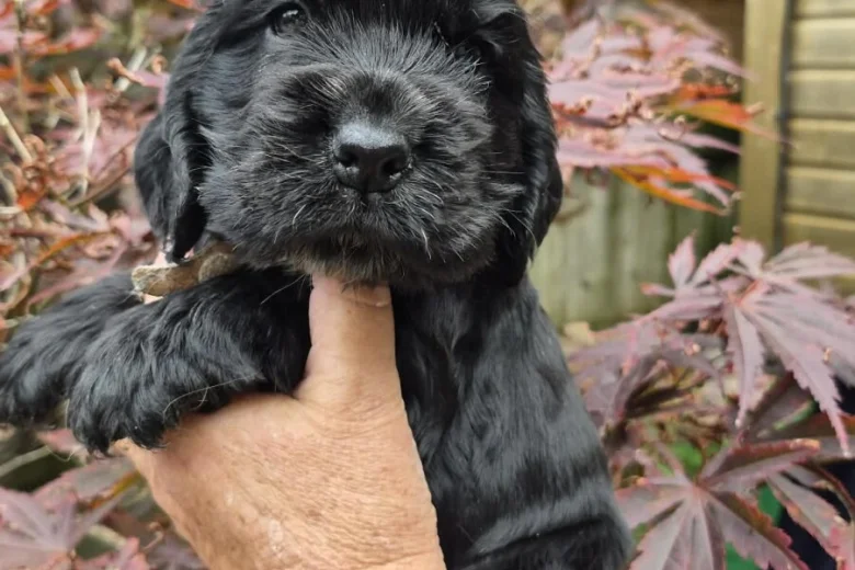 Cocker Spaniel (Show)