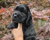 Cocker Spaniel (Show)
