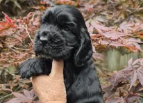 Puppy 2
