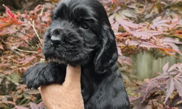 Cocker Spaniel (Show)