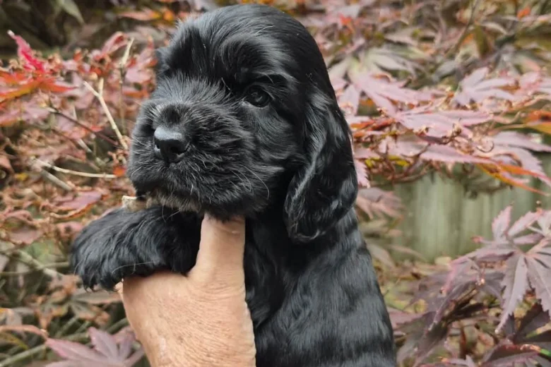 Cocker Spaniel (Show)